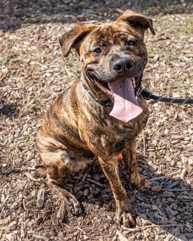 Shelter Stray Male Dog last seen Near Boulder Rd Se Atlanta, 30316, 30316, GA, 3280 Chamblee Dunwoody Rd, Chamblee, GA 30341, USA
