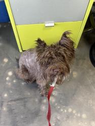 Found/Stray Male Dog last seen In front of edgewater pet clinic, Miami, FL 33137