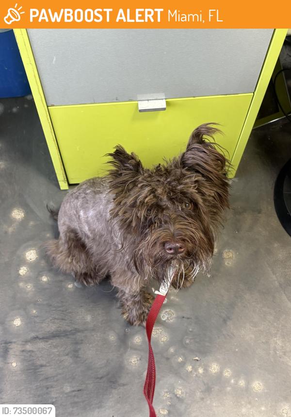 Found/Stray Male Dog last seen In front of edgewater pet clinic, Miami, FL 33137