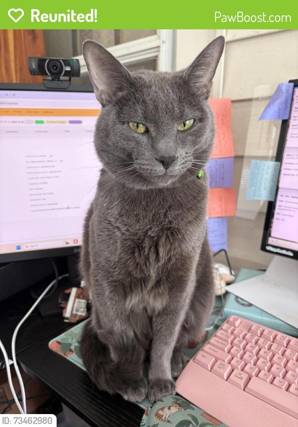 Reunited Male Cat last seen Wendy’s on sandy ridge road/springs road, Hickory, NC 28601