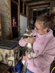 Found/Stray Unknown Cat last seen Near Rhodes Landing, Harris County, TX 77388