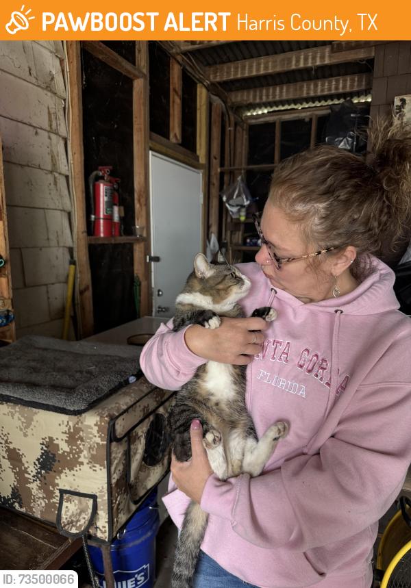Found/Stray Unknown Cat last seen Near Rhodes Landing, Harris County, TX 77388