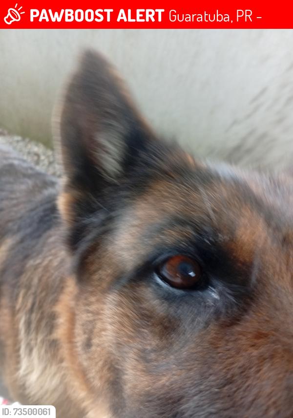Lost Female Dog last seen Rua Maria Elisa costa marin, Guaratuba, PR 83280-000