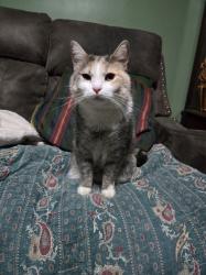 Reunited Female Cat last seen Captain Mead and W Old Mountain Road, Louisa, VA 23093