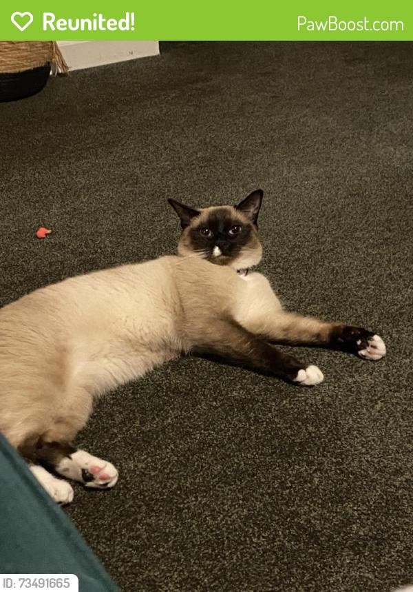 Reunited Male Cat last seen Behind CVS and Aldi, Wilmington, NC 28409