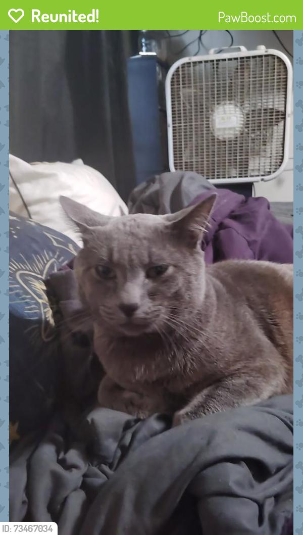 Reunited Male Cat last seen Paseo Grande, San Lorenzo, CA 94580