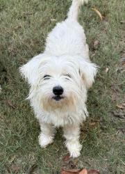 Lost Female Dog last seen 30th Street and Woodlawn Ave, Columbus, GA 31904