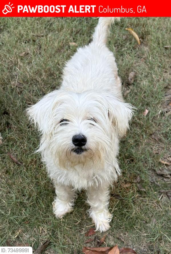 Lost Female Dog last seen 30th Street and Woodlawn Ave, Columbus, GA 31904