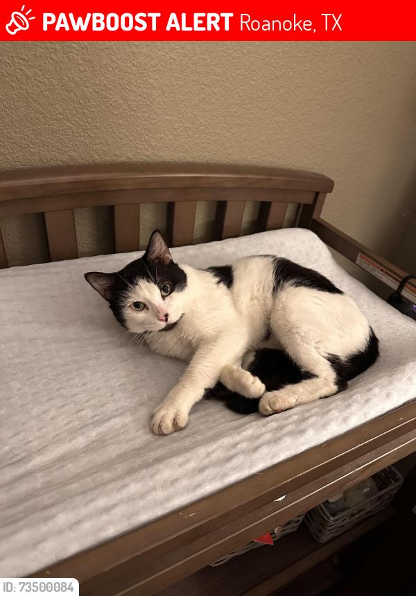 Lost Male Cat last seen Litsey and Cleveland Gibbs, Roanoke, TX 76262