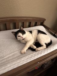 Lost Male Cat last seen Litsey and Cleveland Gibbs, Roanoke, TX 76262