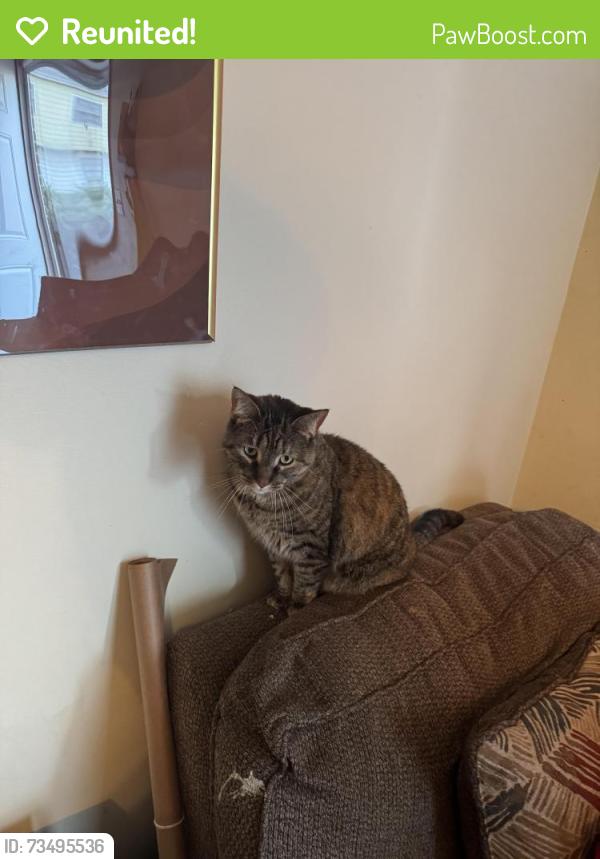 Reunited Female Cat last seen Monaegan Ct & Still Meadows Dr., Severn, MD 21144