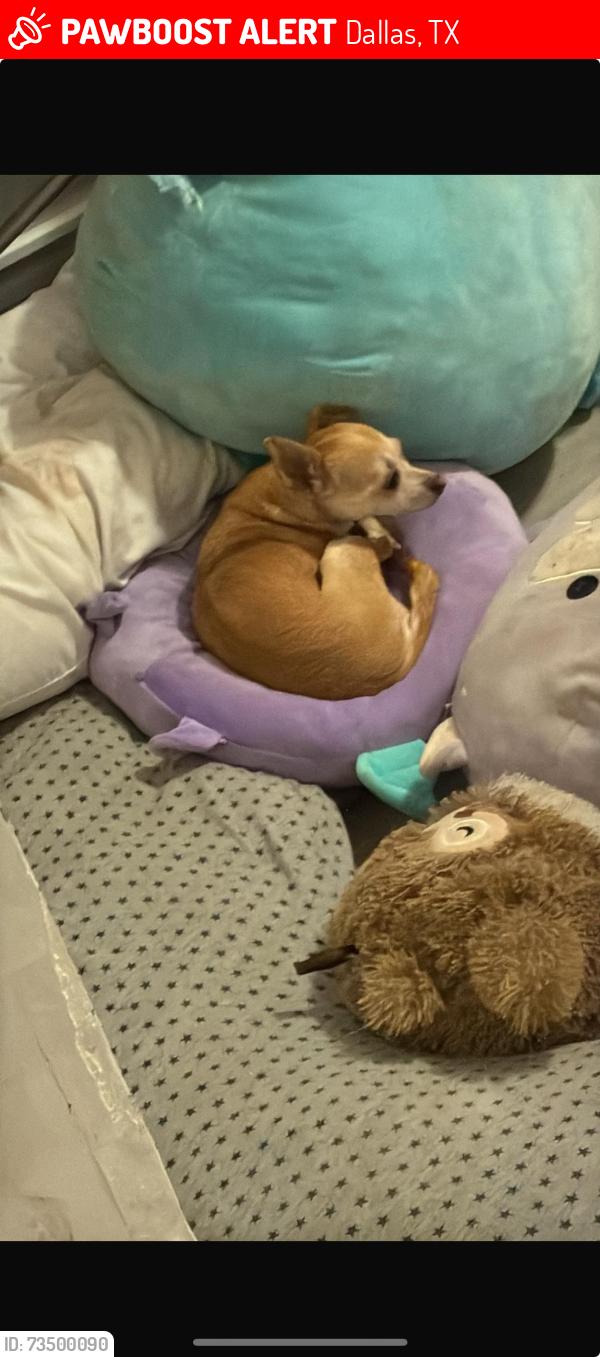 Lost Female Dog last seen Muncie rd Dallas tx, Dallas, TX 75212