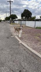 Found/Stray Male Dog last seen On Mann st area, dog was staying near the apmts and Erickson school, Tucson, AZ 85730