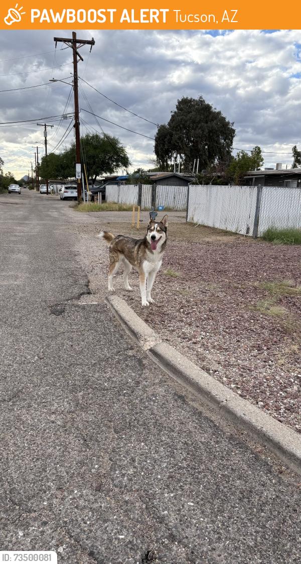 Found/Stray Male Dog last seen On Mann st area, dog was staying near the apmts and Erickson school, Tucson, AZ 85730