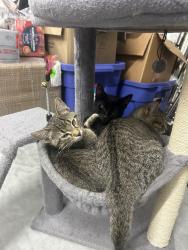 Lost Male Cat last seen On 147th Ave N, near Brockton LN, Rogers, MN 55374