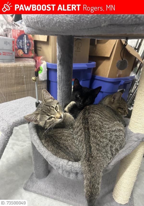 Lost Male Cat last seen On 147th Ave N, near Brockton LN, Rogers, MN 55374