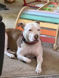 Lost Female Dog last seen Rhine Rd, Fayetteville, NC, USA, Fayetteville, NC 28307