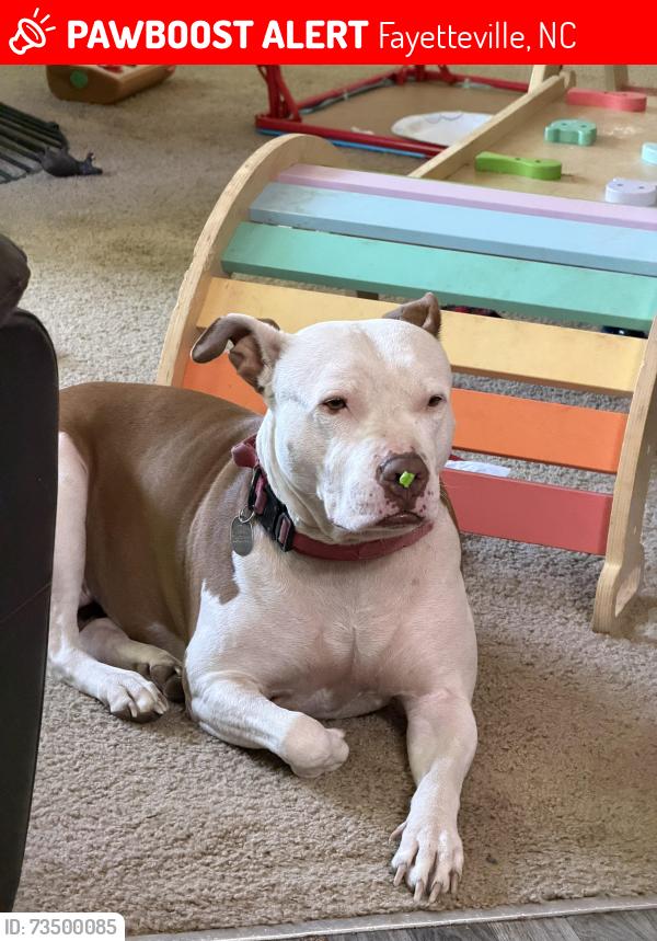 Lost Female Dog last seen Rhine Rd, Fayetteville, NC, USA, Fayetteville, NC 28307