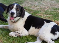 Lost Male Dog last seen Erebus Glen/Brooklyn Drive, Hallett Cove, Hallett Cove, SA 5158