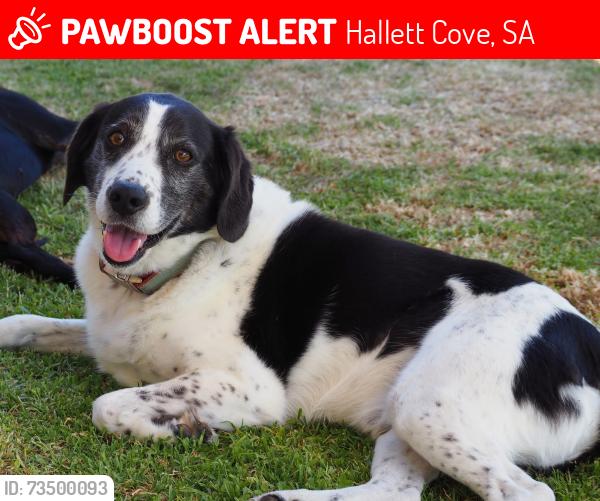 Lost Male Dog last seen Erebus Glen/Brooklyn Drive, Hallett Cove, Hallett Cove, SA 5158