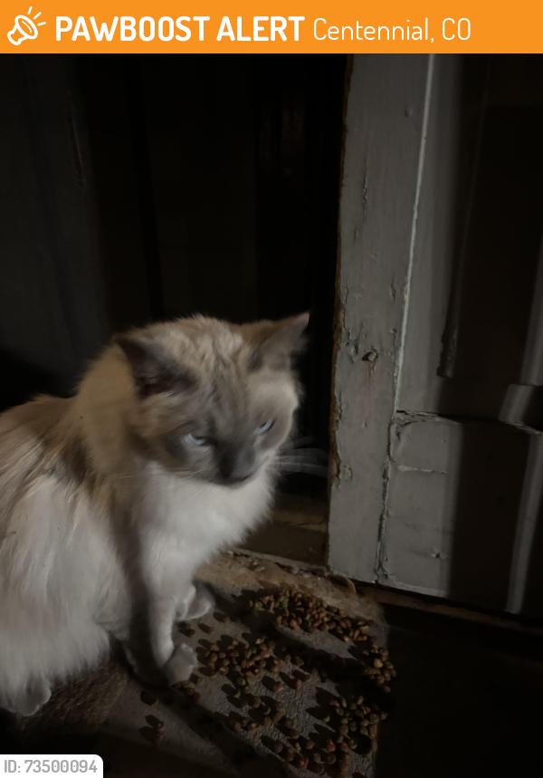 Found/Stray Male Cat last seen Arapahoe rd. And Clarkson st, Centennial, CO 80121