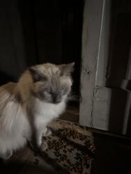 Found/Stray Male Cat last seen Arapahoe rd. And Clarkson st, Centennial, CO 80121