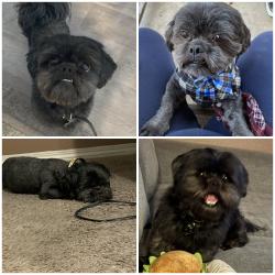 Lost Male Dog last seen Eucalyptus & graham, Moreno Valley, CA 92553