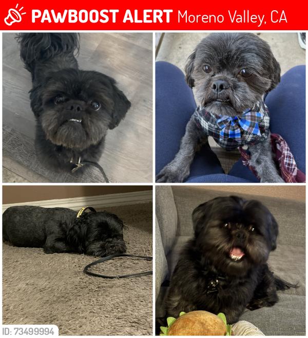 Lost Male Dog last seen Eucalyptus & graham, Moreno Valley, CA 92553