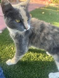 Lost Female Cat last seen Garfield, East Los Angeles, CA 90022