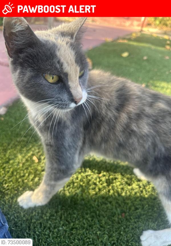 Lost Female Cat last seen Garfield, East Los Angeles, CA 90022