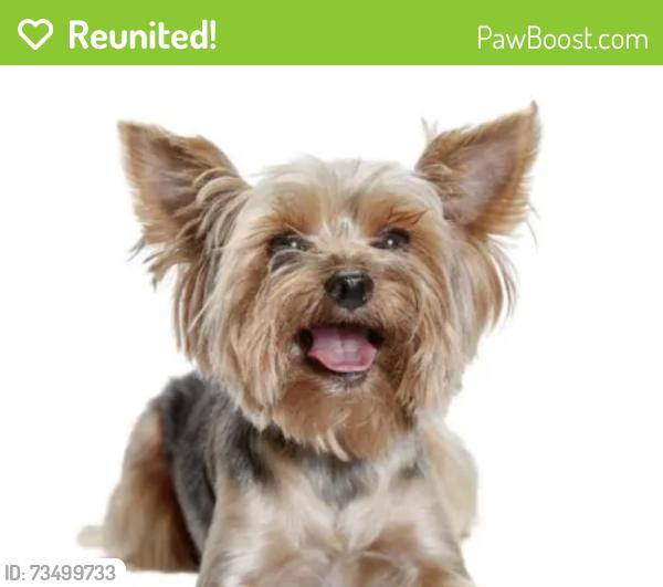 Reunited Female Dog last seen Ariel heights Summerlin, Las Vegas, NV 89138