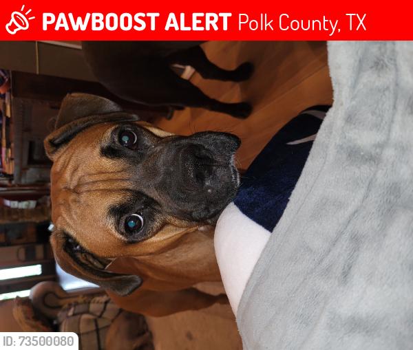 Lost Male Dog last seen Rocky creek rd, Polk County, TX 77351