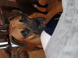 Lost Male Dog last seen Rocky creek rd, Polk County, TX 77351