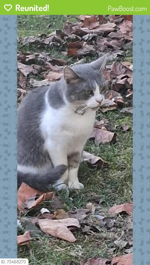 Reunited Male Cat last seen Webster St and Kansas Expressway, Springfield, MO 65802