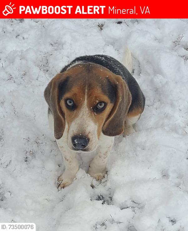 Lost Male Dog last seen Near, Mineral, VA 23117