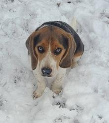 Lost Male Dog last seen Near, Mineral, VA 23117