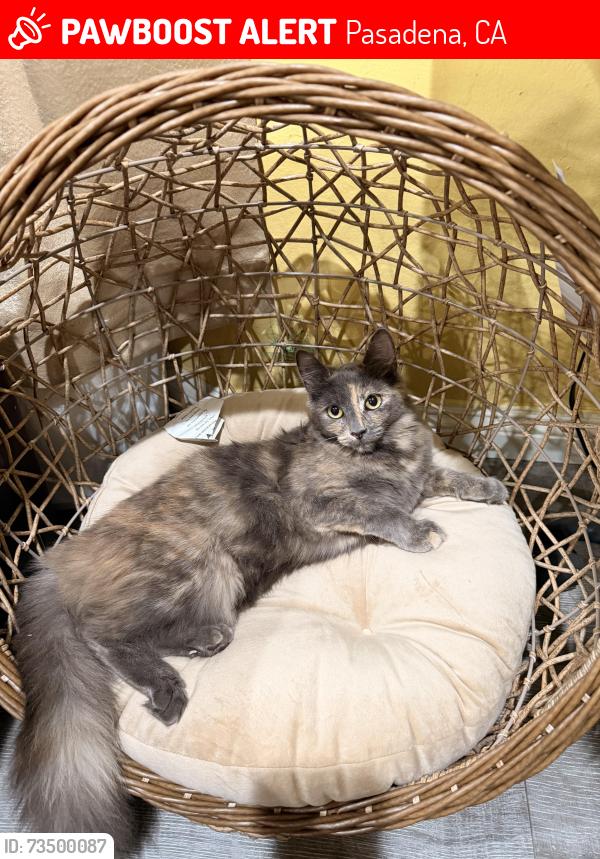 Lost Female Cat last seen Near Mentone Ave 91103 Pasadena, Pasadena, CA 91103