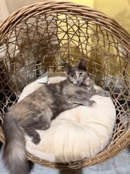 Lost Female Cat last seen Near Mentone Ave 91103 Pasadena, Pasadena, CA 91103