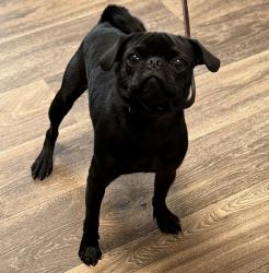 Shelter Stray Male Dog last seen Near Beyer, Chula Vista, CA, 91911, 5500 Gaines St, San Diego, CA 92110, USA