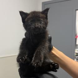 Shelter Stray Male Cat last seen Near Beyer, Chula Vista, CA, 91911, 5500 Gaines St, San Diego, CA 92110, USA