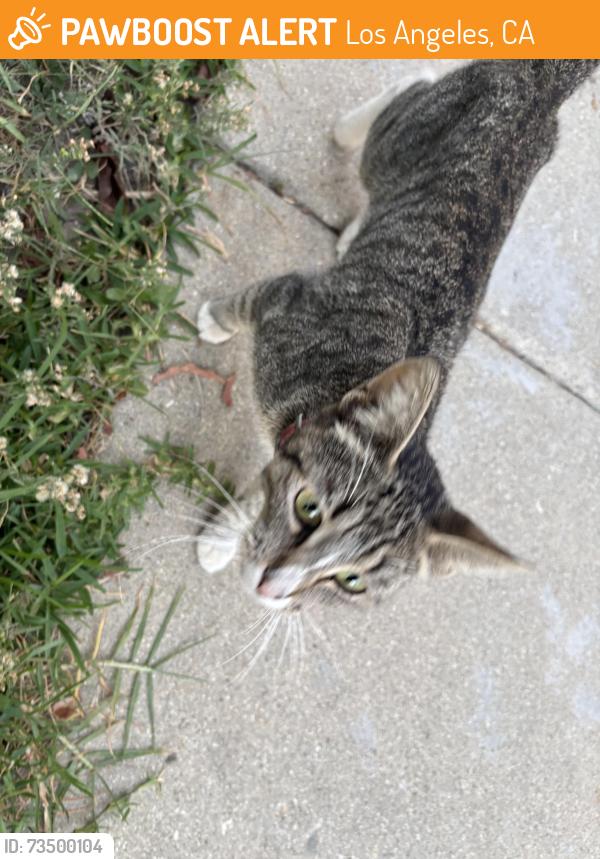 Found/Stray Unknown Cat last seen lakme and banning blvd, near BHS, Los Angeles, CA 90744