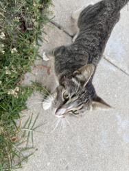 Found/Stray Unknown Cat last seen lakme and banning blvd, near BHS, Los Angeles, CA 90744