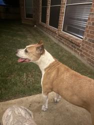 Reunited Female Dog last seen Holland near Ragland, Mansfield, TX 75054