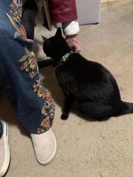 Reunited Unknown Cat last seen Ulloa And 36th ave, San Francisco, CA 94116