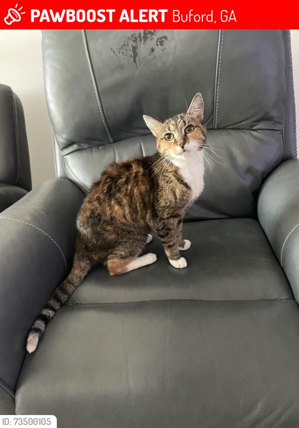 Lost Female Cat last seen The Ivy At Ariston, Buford, GA 30519