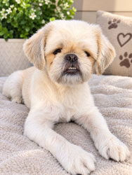 Reunited Female Dog last seen Near 23921 Copenhagen St, Mission Viejo, Ca 92691, Mission Viejo, CA 92691