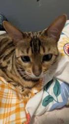 Reunited Female Cat last seen 146street 29 ave, Surrey, BC V4P 0C6