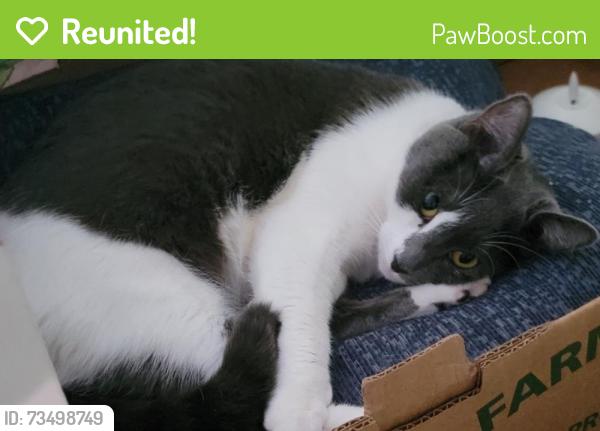 Reunited Female Cat last seen On 5he corner of SW 94th ave and 51st pl, Cooper City, FL 33328