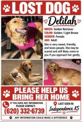 Lost Female Dog last seen Beech st and 5th st, Independence, KS 67301