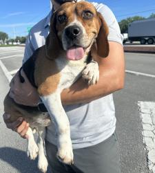 Reunited Male Dog last seen Southern boulevard by twin sisters towing Florida, Palm Beach County, FL 33411